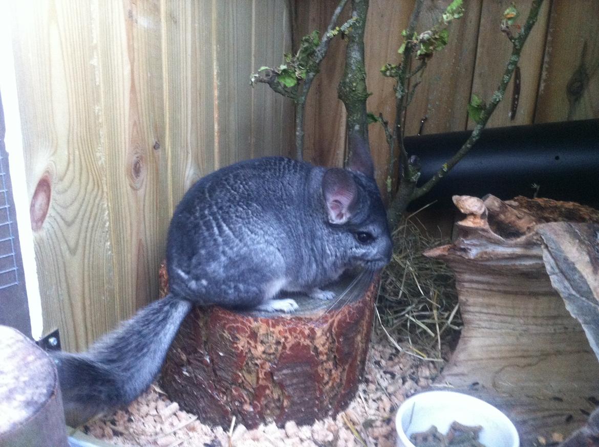 Chinchilla Fighter (Theodor) billede 2