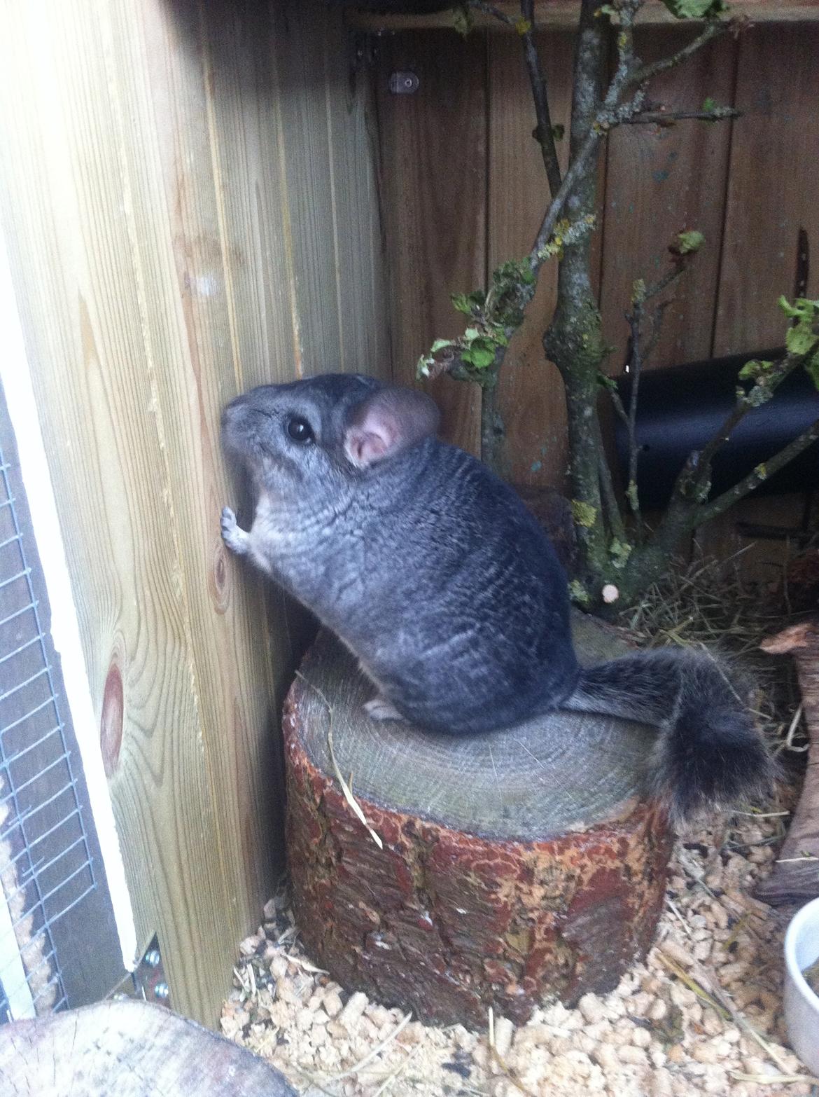 Chinchilla Fighter (Theodor) billede 3