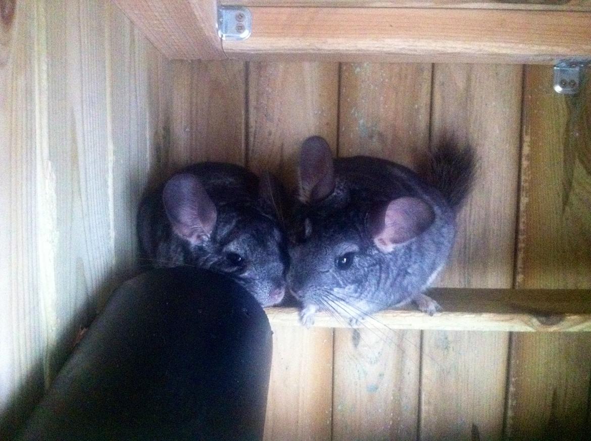 Chinchilla Fighter (Theodor) billede 4