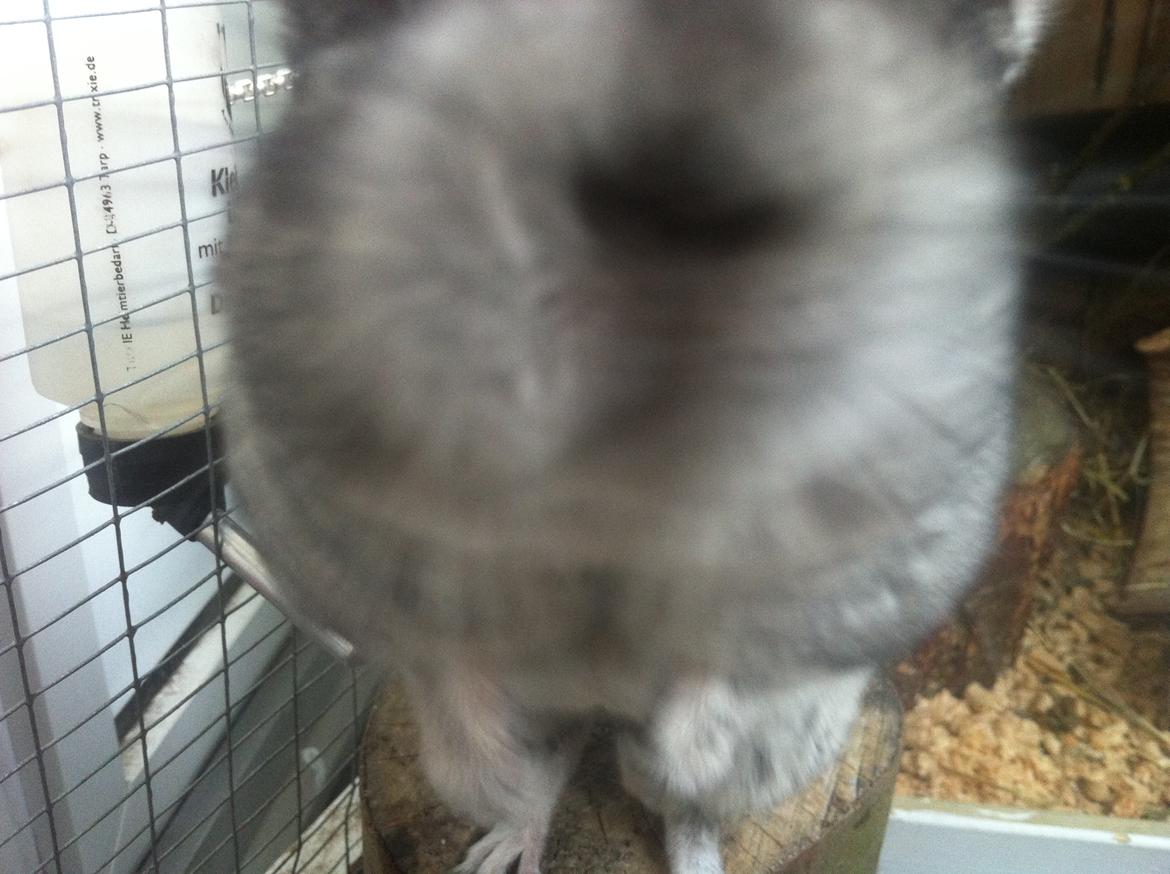 Chinchilla Fighter (Theodor) billede 5