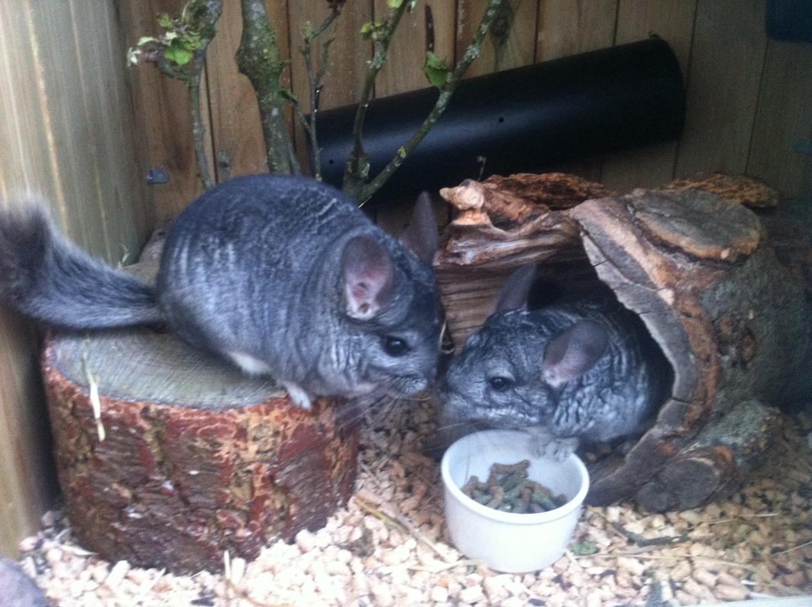 Chinchilla Fighter (Theodor) billede 6