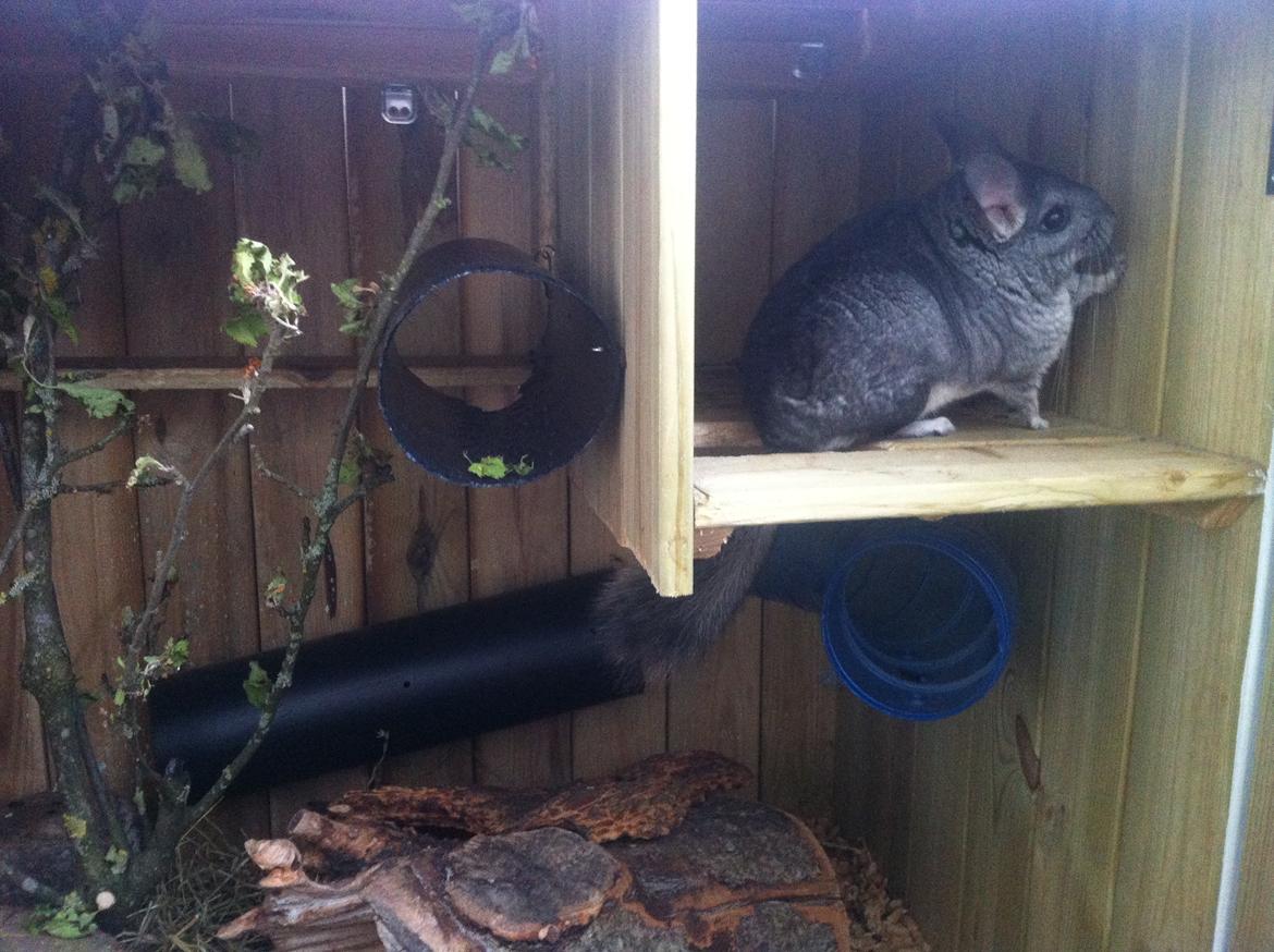 Chinchilla Fighter (Theodor) billede 7