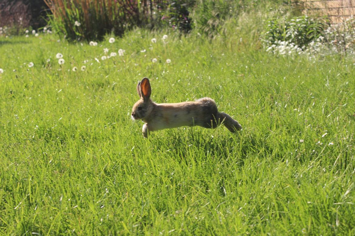 Kanin Dolls Zuera Liquria billede 10