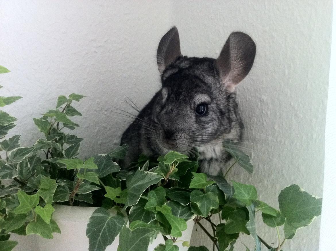 Chinchilla Pjuske billede 1