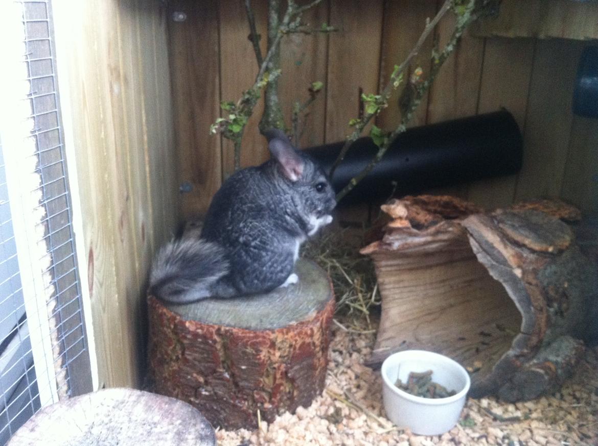Chinchilla Pjuske billede 2