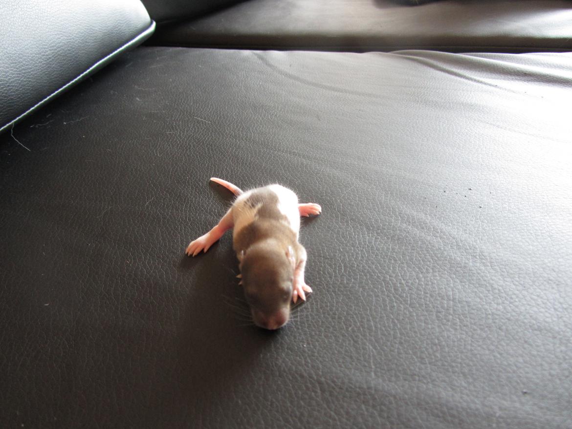 Tamrotte Gemini RIP - d. 23/5-12 billede 2