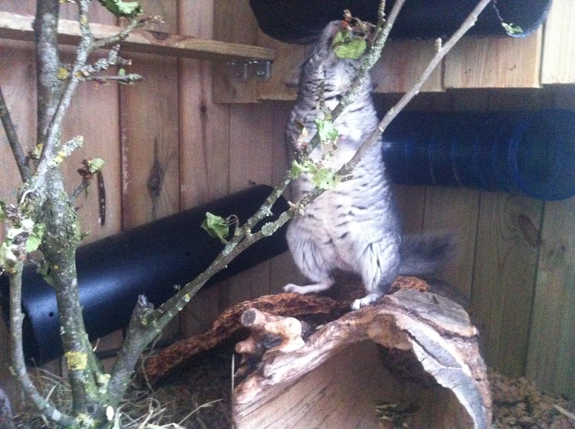 Chinchilla Pjuske billede 3