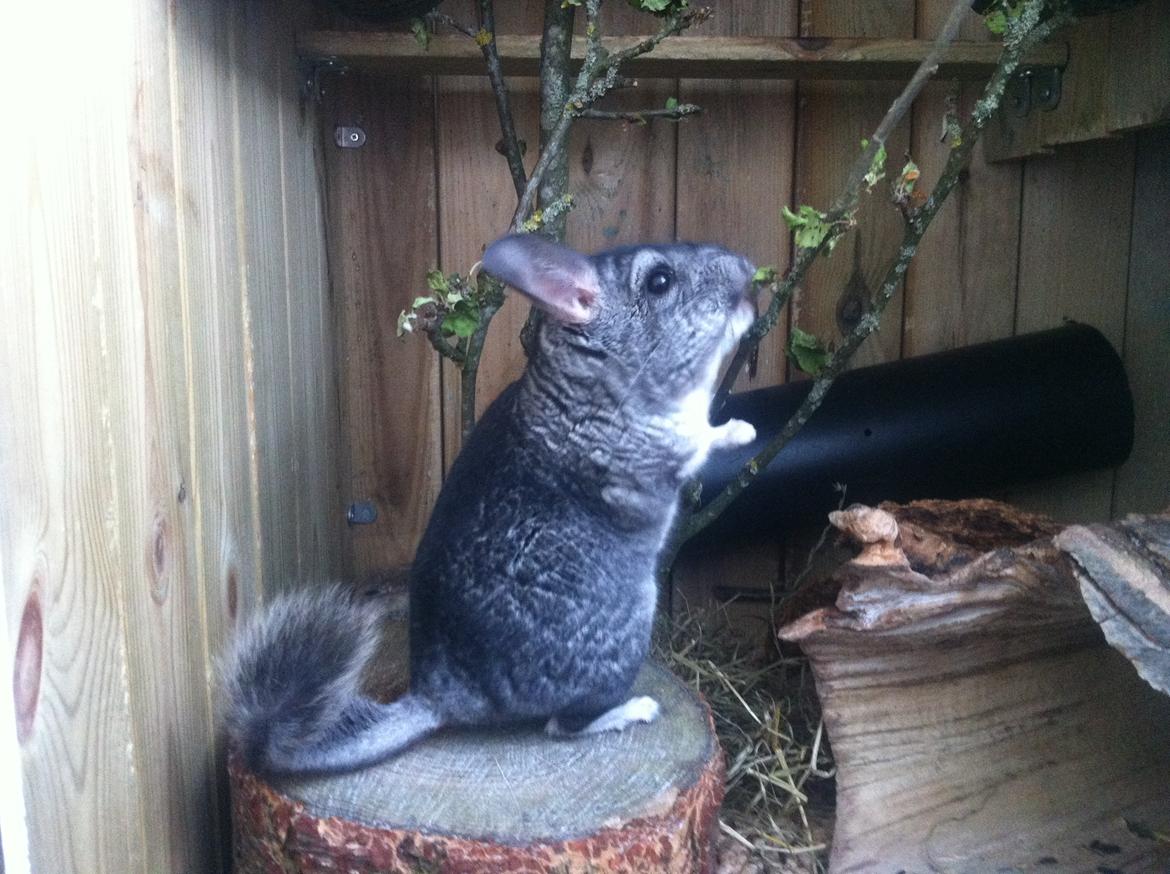 Chinchilla Pjuske billede 5