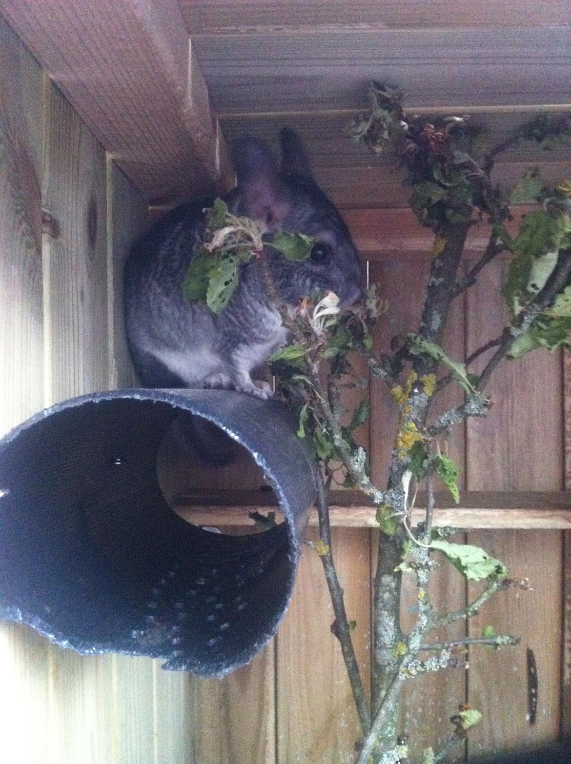 Chinchilla Pjuske billede 6