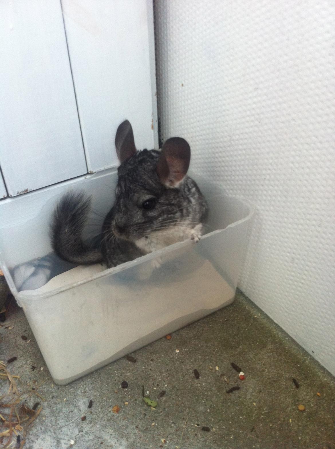 Chinchilla Pjuske billede 7