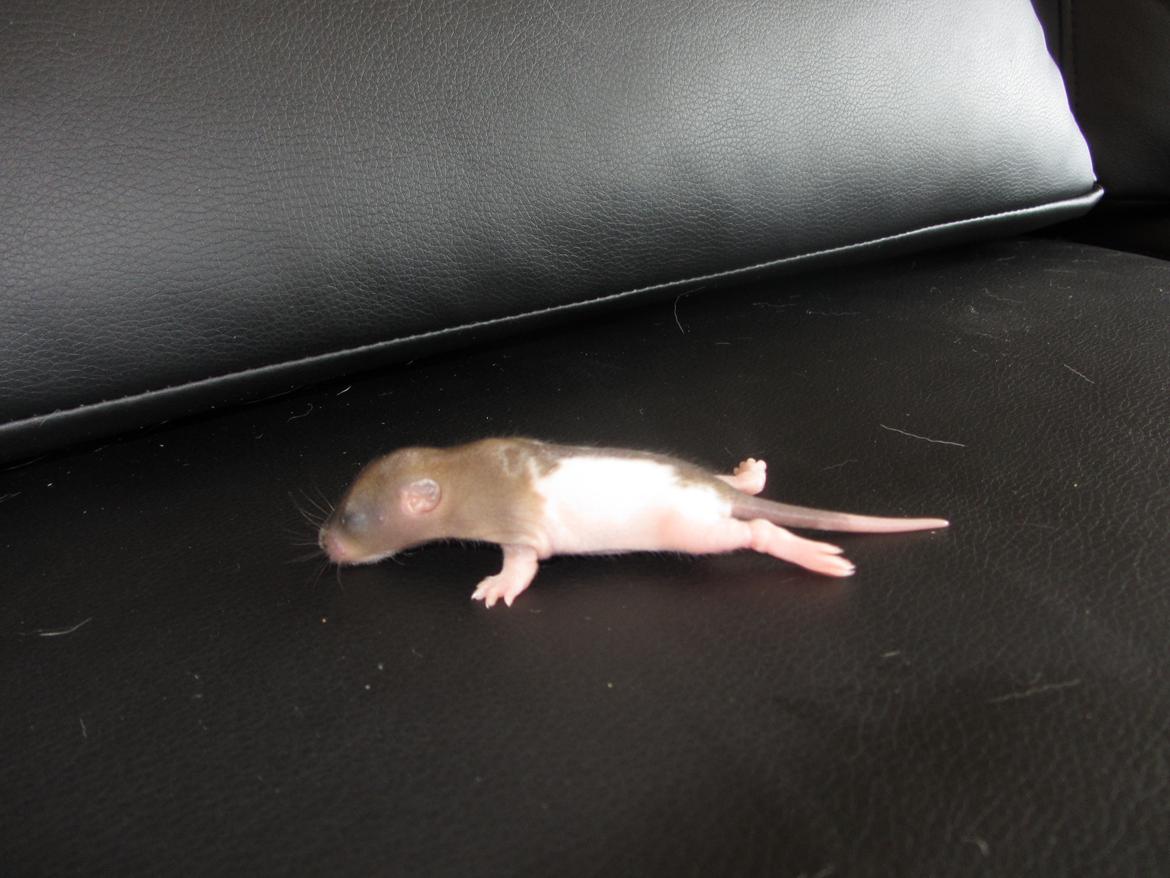 Tamrotte Gemini RIP - d. 23/5-12 billede 3