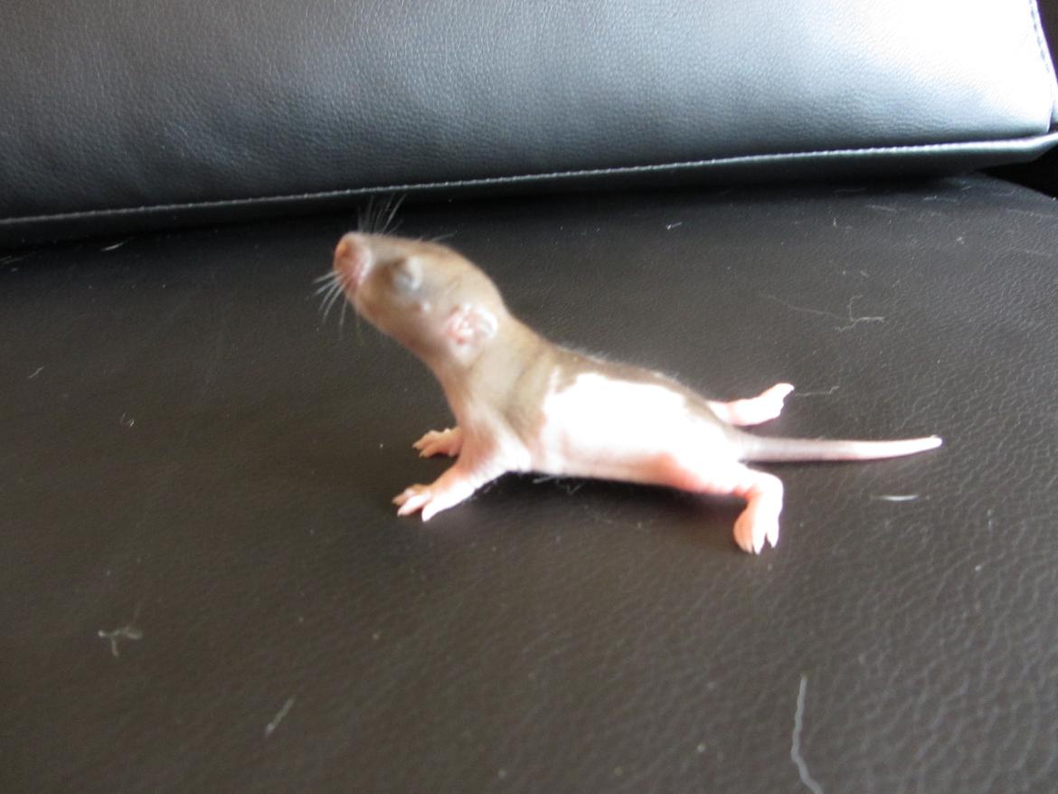 Tamrotte Gemini RIP - d. 23/5-12 billede 5