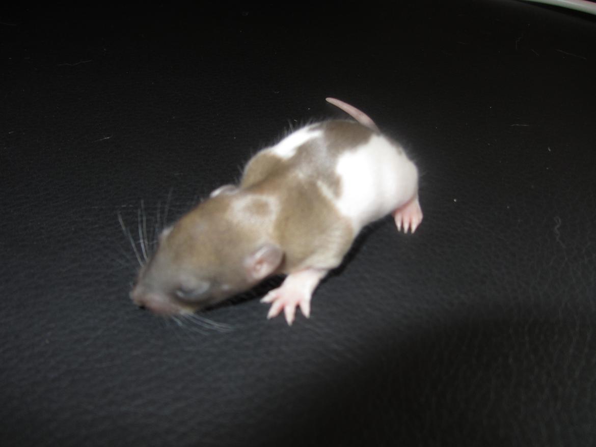 Tamrotte Gemini RIP - d. 23/5-12 billede 6