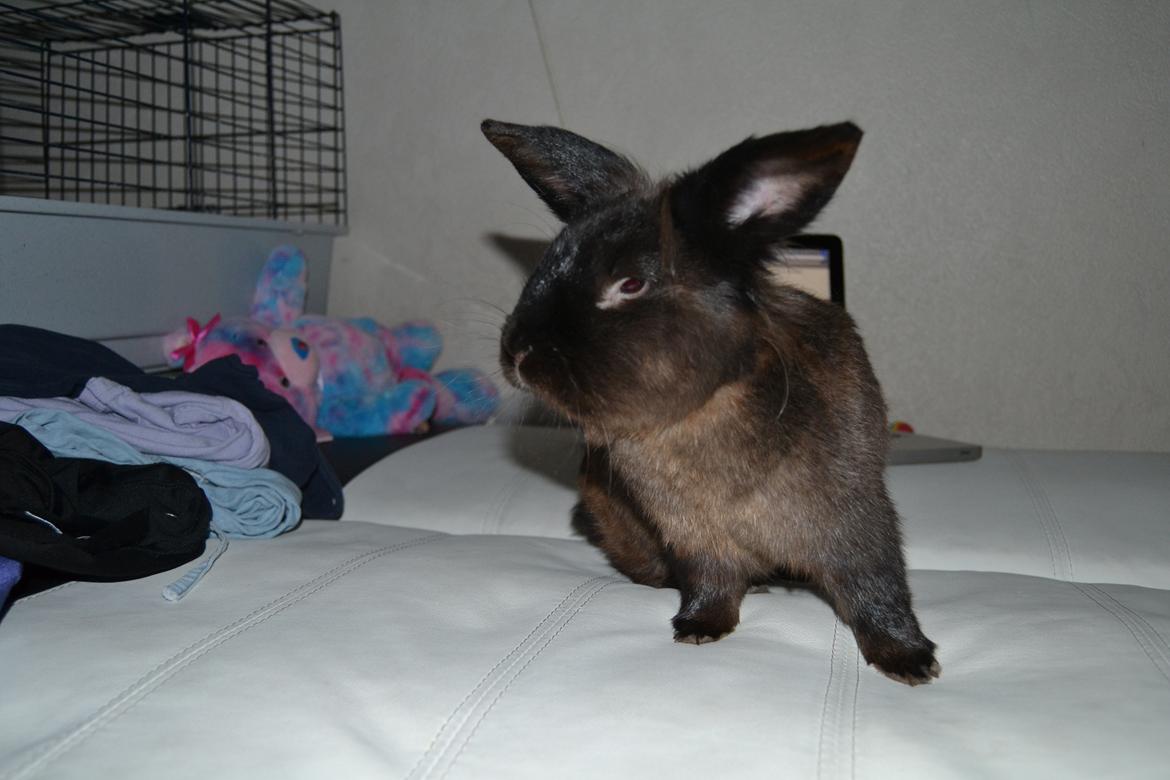 Kanin Dumbo - Nutid og Datid
lækker for altid.. <3 billede 4