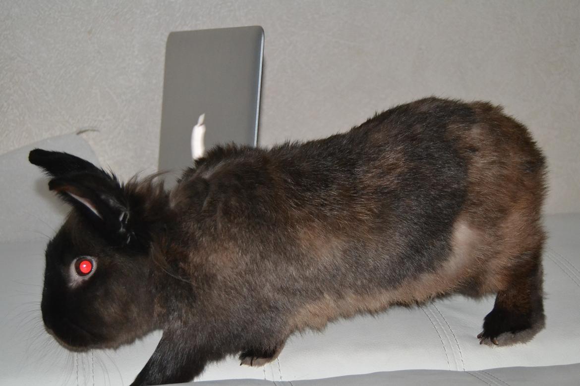 Kanin Dumbo - Når Dumbo prøver og liste væk! ;)  billede 5