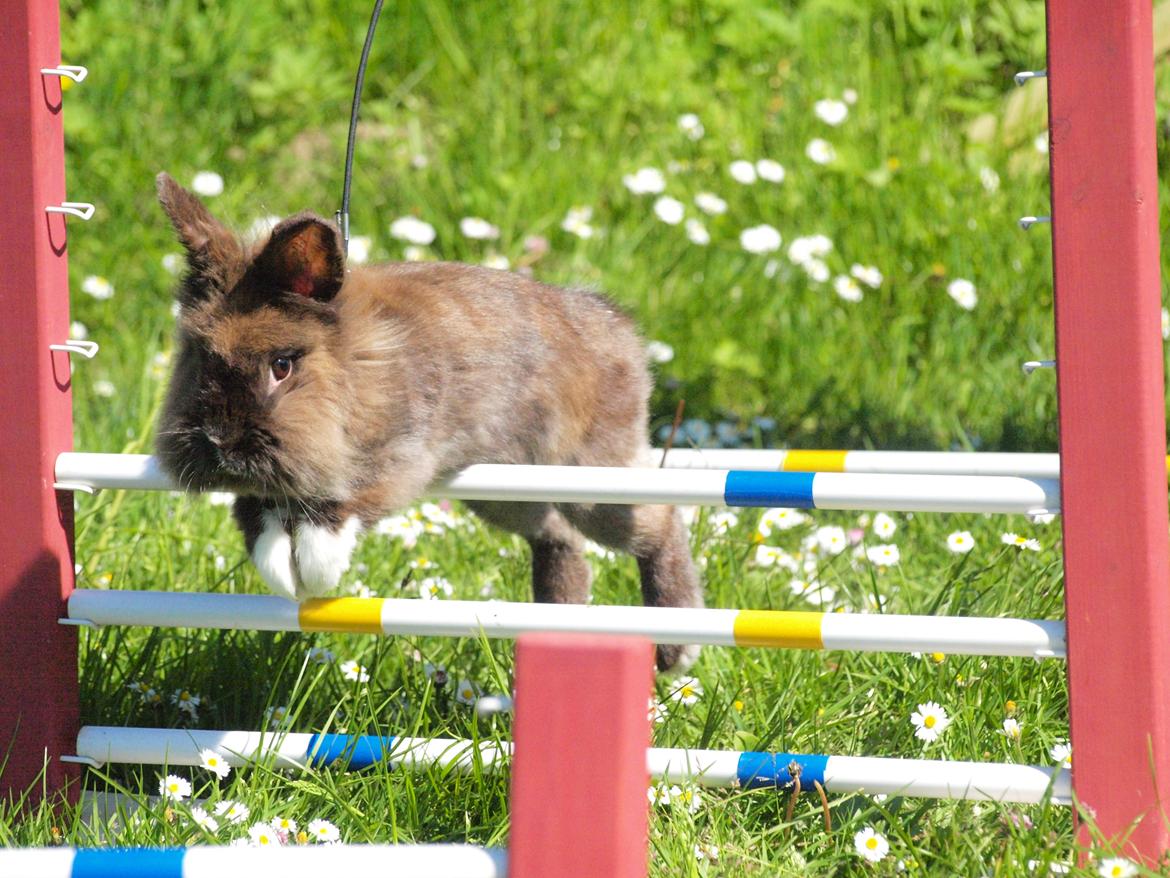 Kanin Solbakke´s Luna billede 18