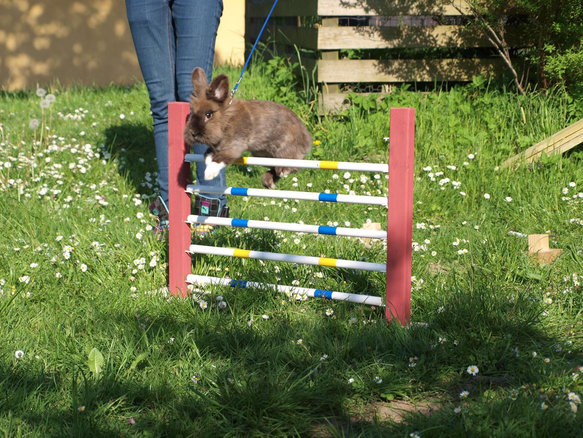 Kanin Solbakke´s Luna billede 19