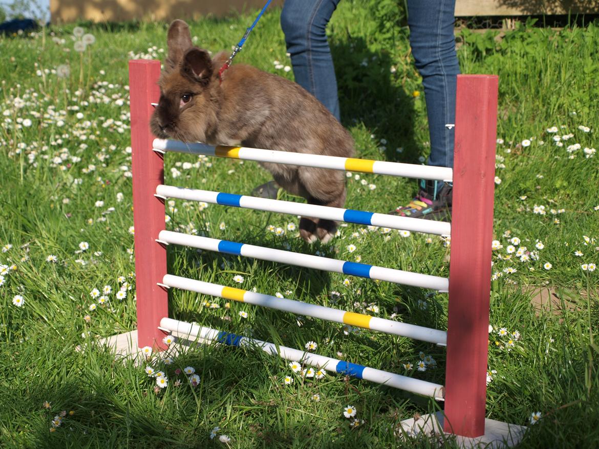 Kanin Solbakke´s Luna billede 20