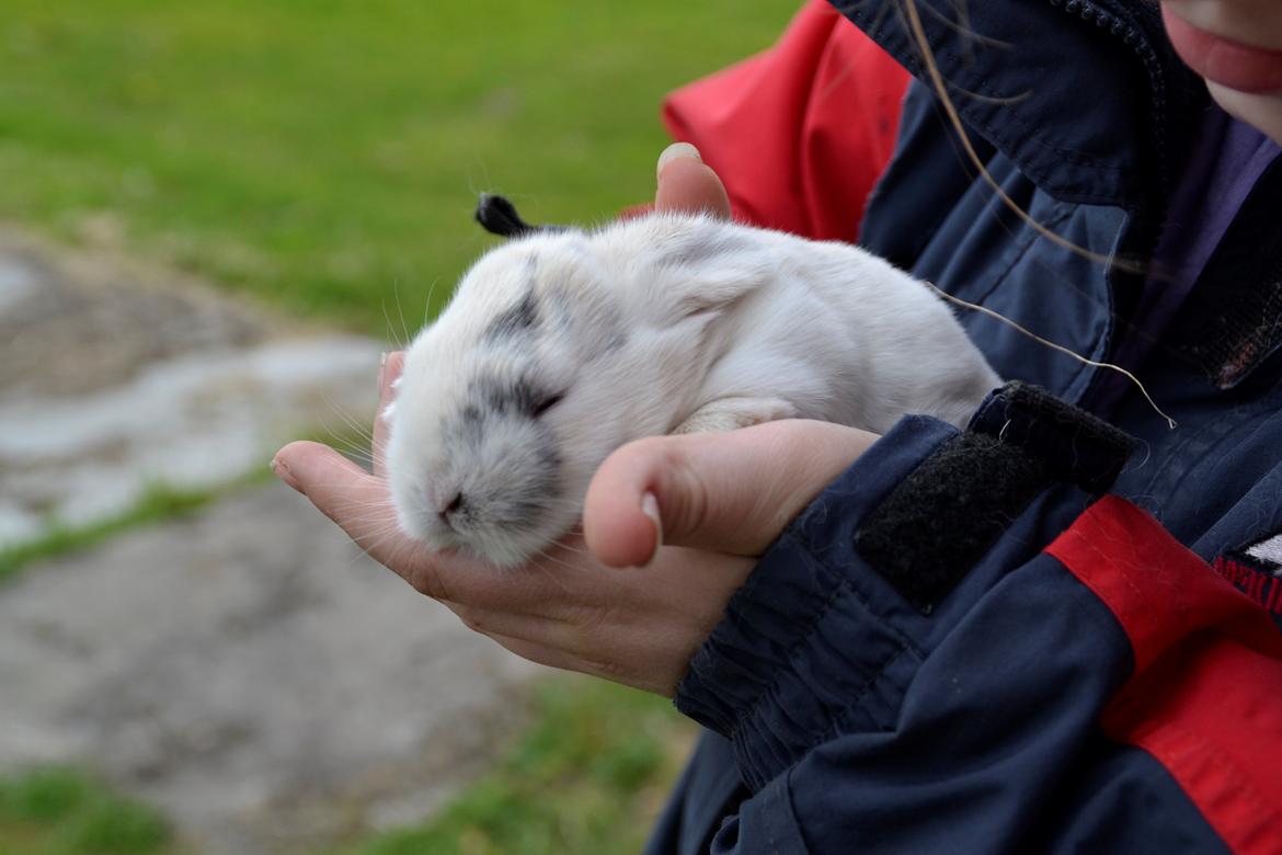 Kanin LA's Kato - Tykke Kato som baby :) billede 16