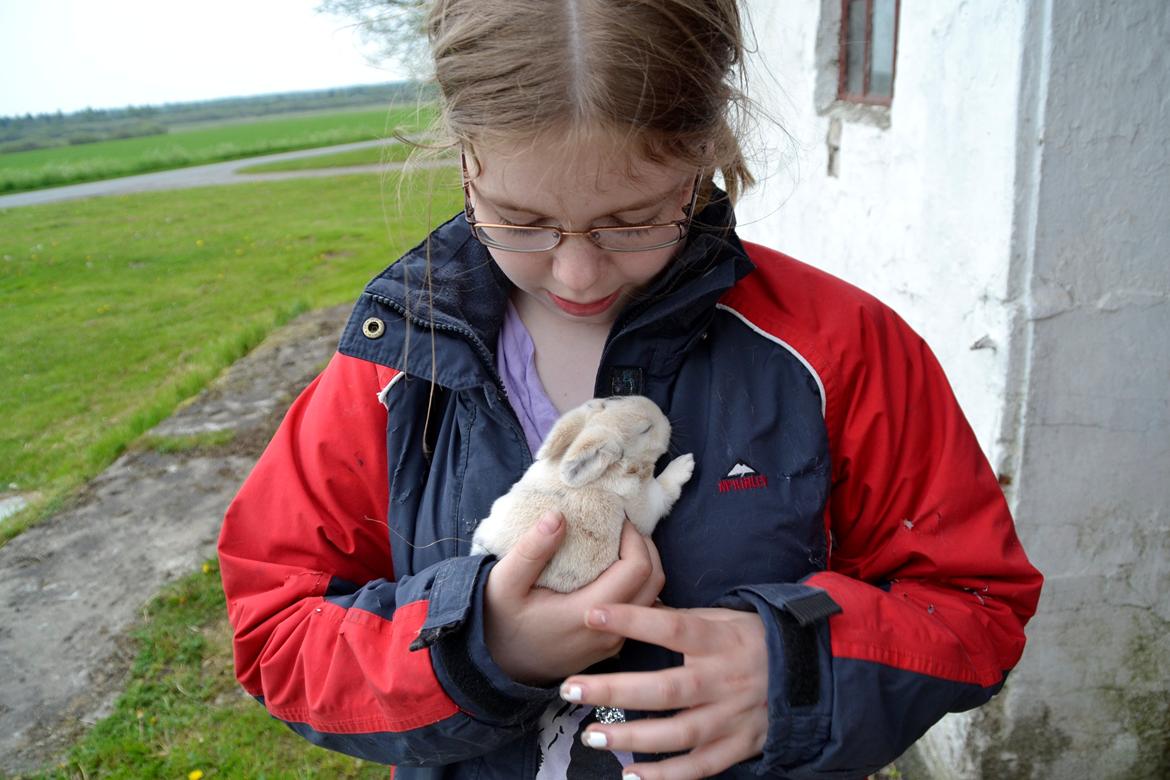 Kanin LA's Kato billede 17