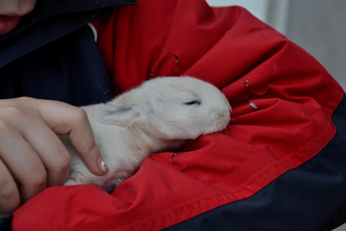 Kanin LA's Kato billede 18