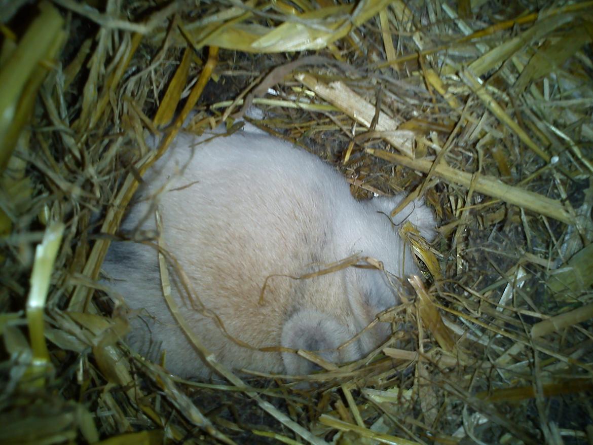 Kanin LA's Kato - Da jeg fandt ham, Maj 2012 :) billede 19