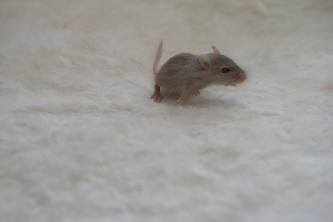 Ørkenrotte Felix billede 1