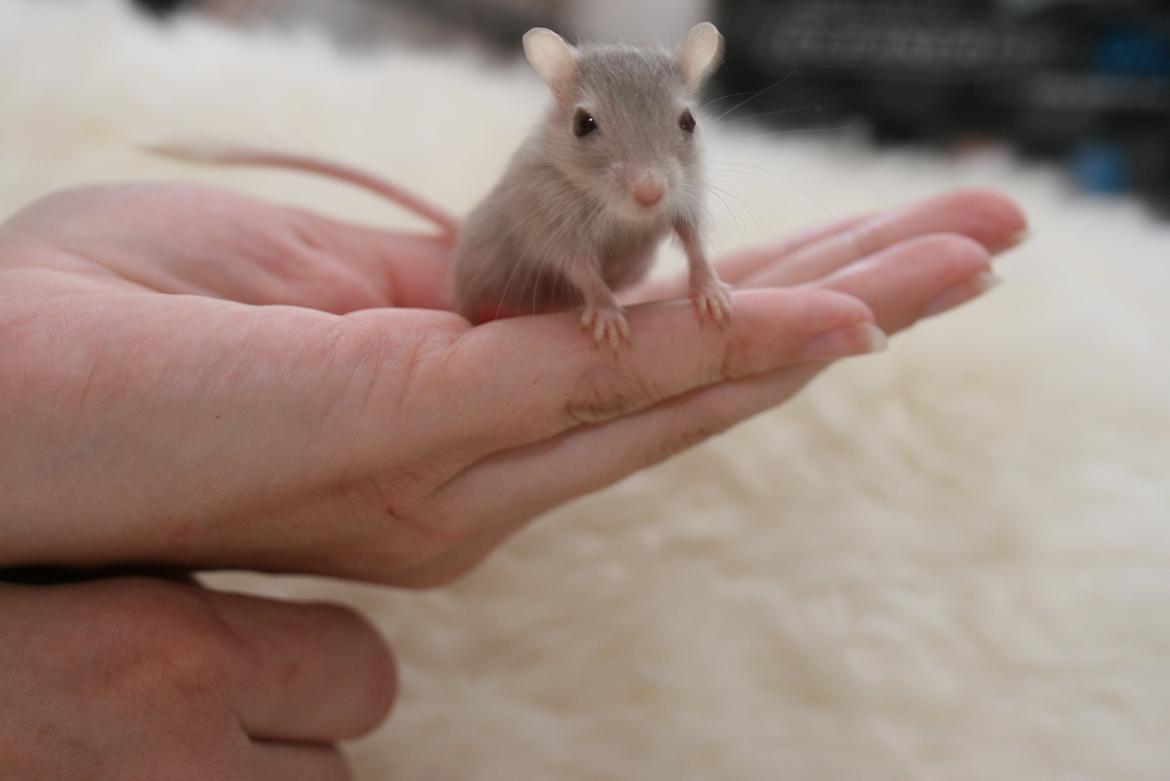 Ørkenrotte Felix billede 2