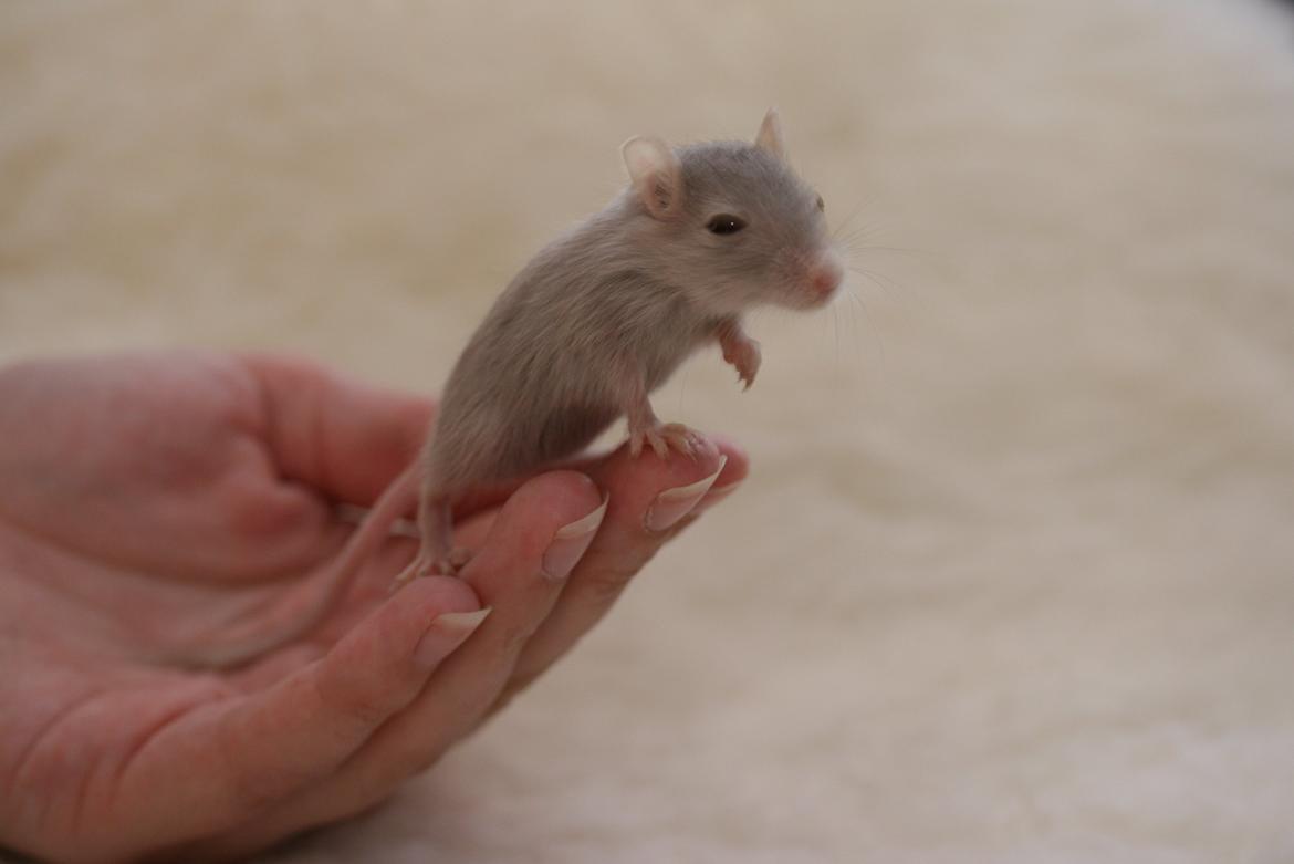 Ørkenrotte Felix billede 3