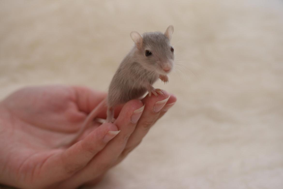 Ørkenrotte Felix billede 4