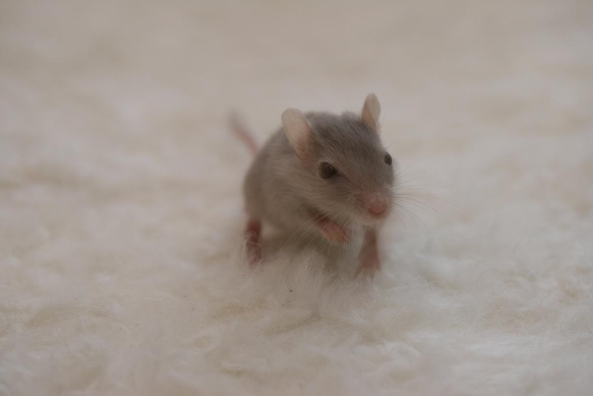 Ørkenrotte Felix billede 5