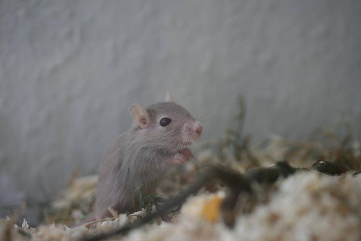 Ørkenrotte Felix billede 6