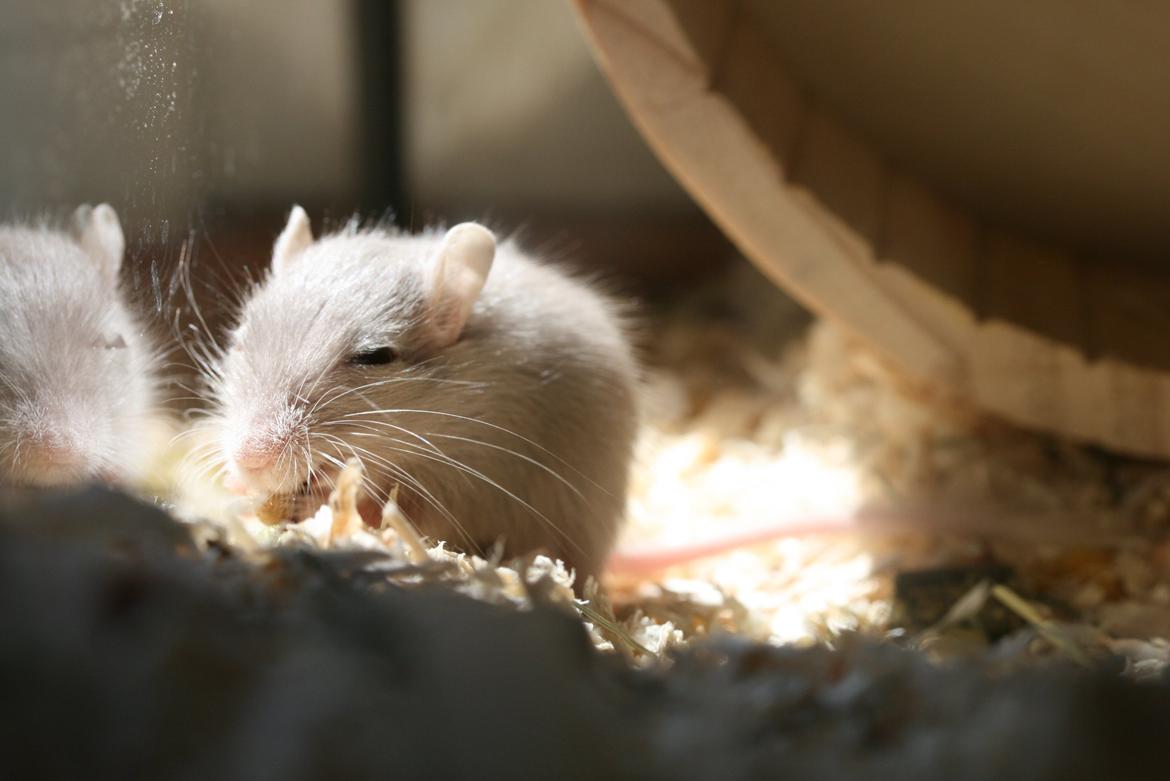 Ørkenrotte Felix billede 7