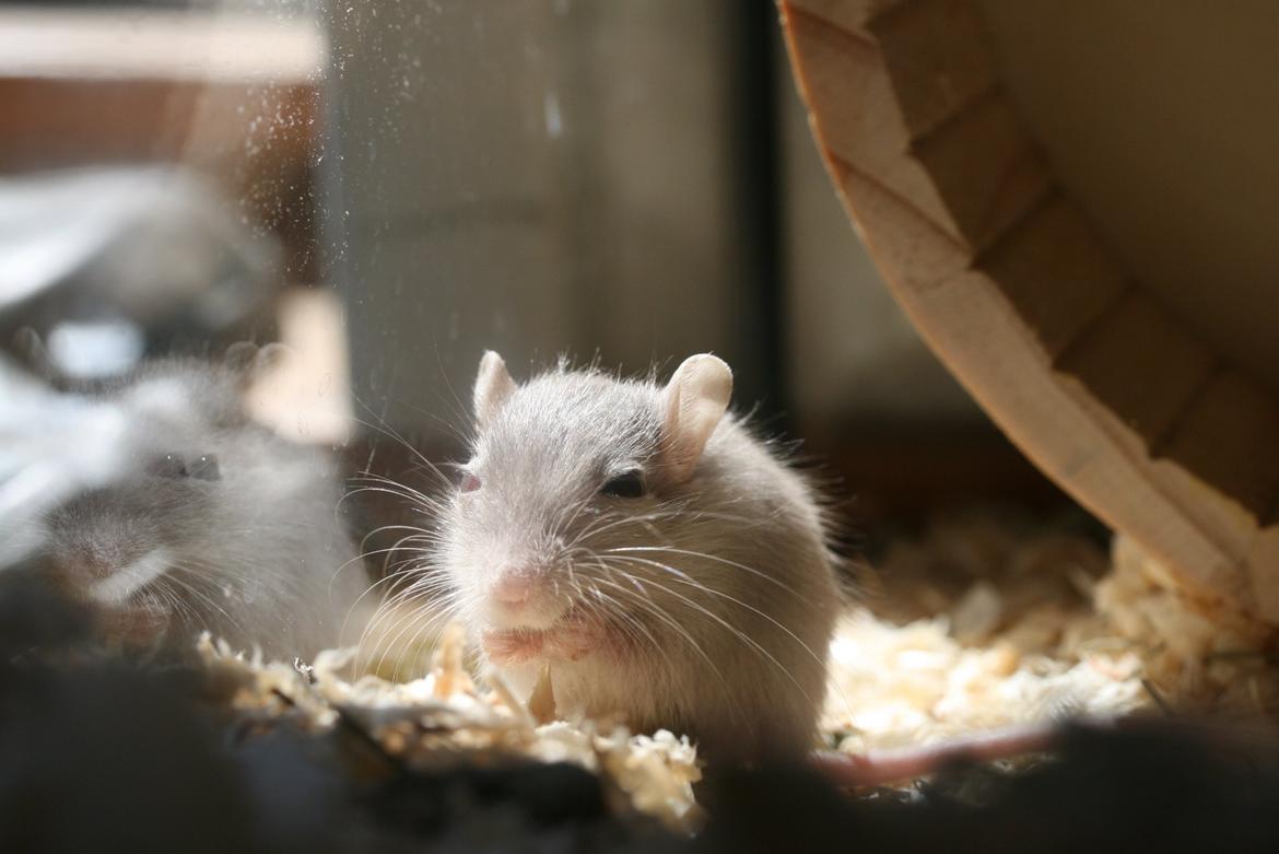 Ørkenrotte Felix billede 8