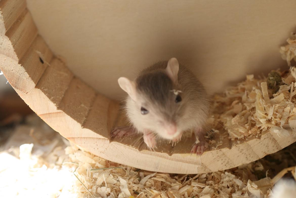 Ørkenrotte Felix billede 9