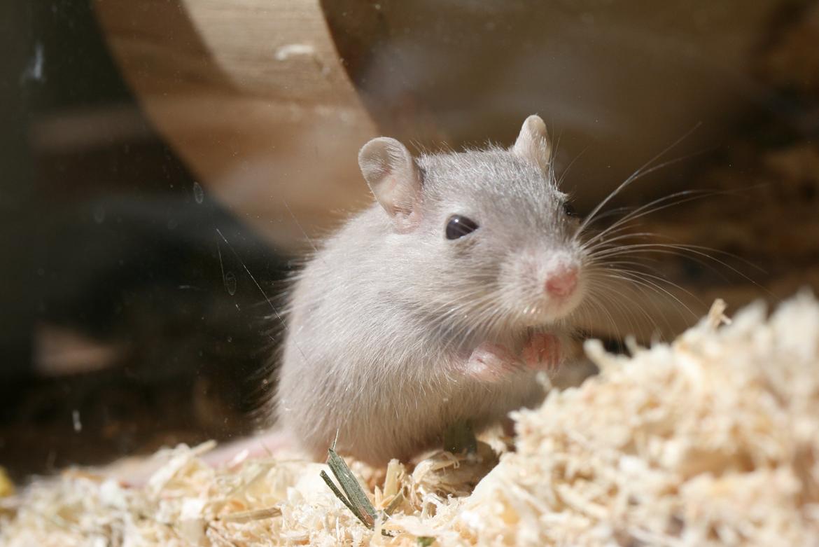 Ørkenrotte Felix billede 10