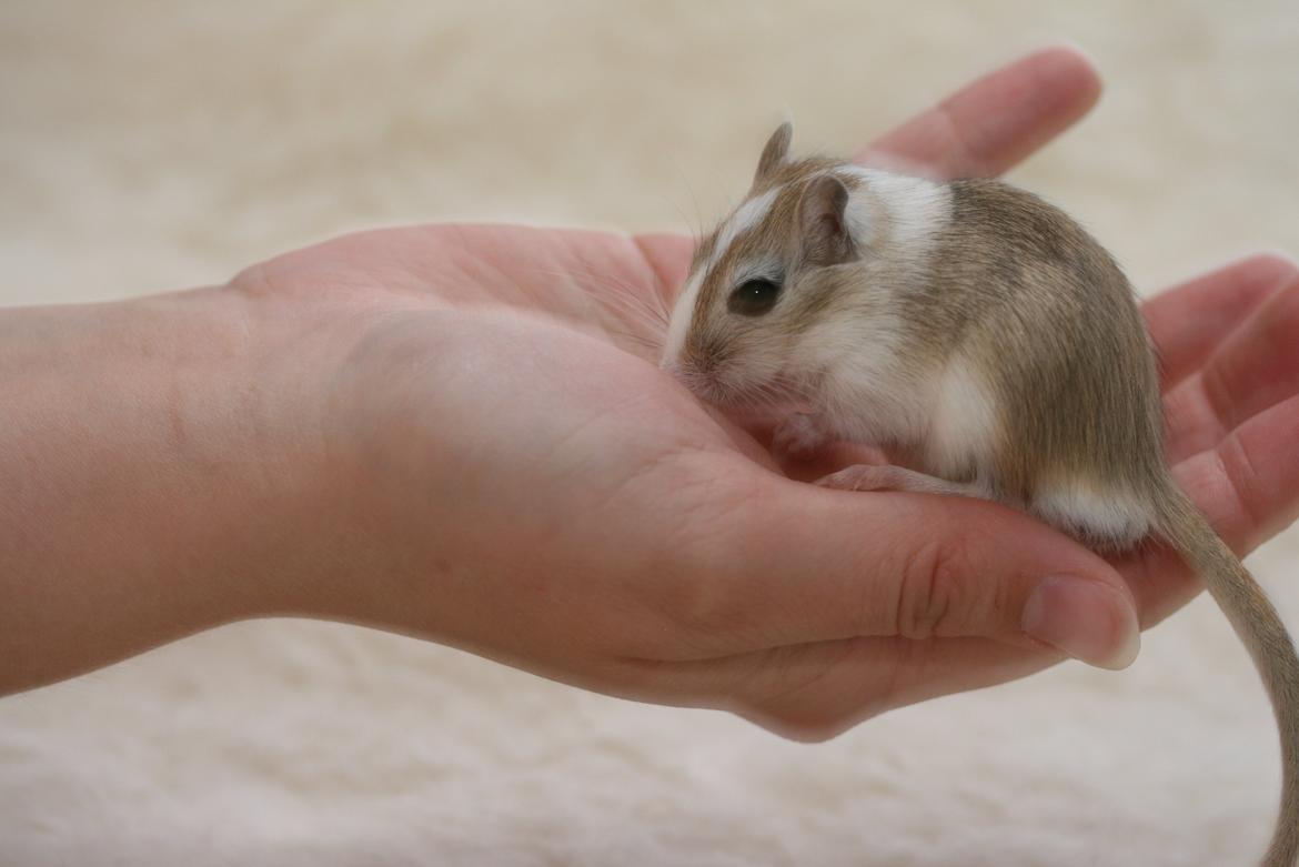 Ørkenrotte Sofus billede 2