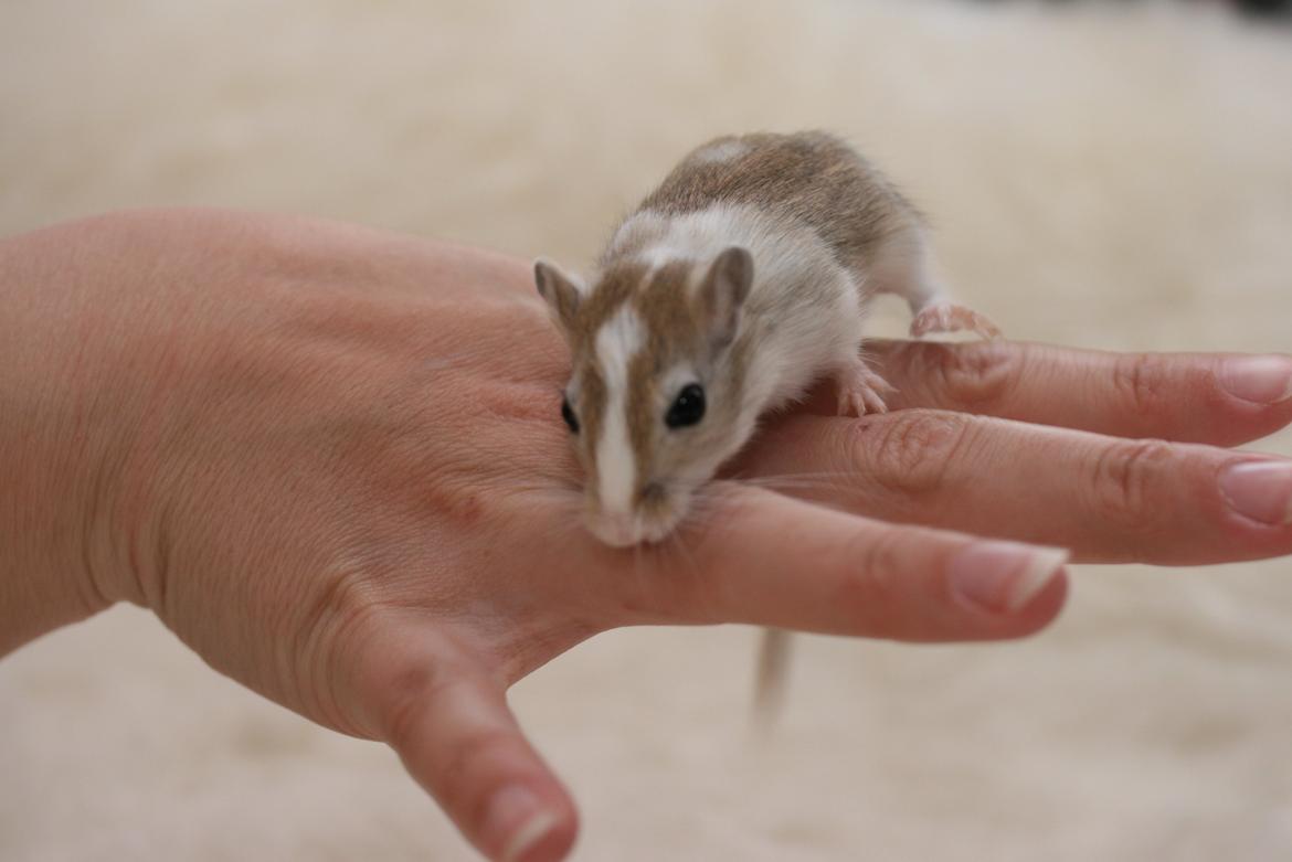 Ørkenrotte Sofus billede 3