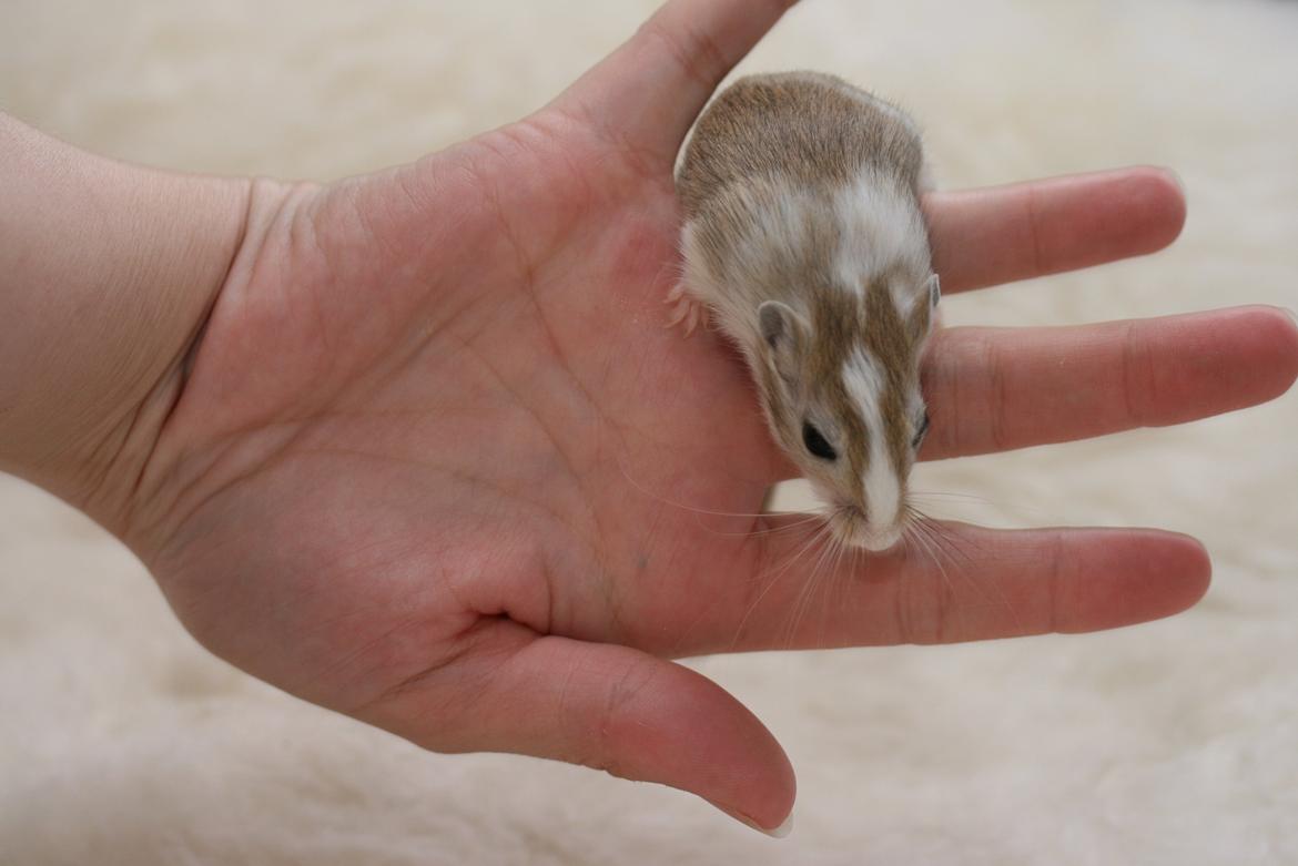 Ørkenrotte Sofus billede 4