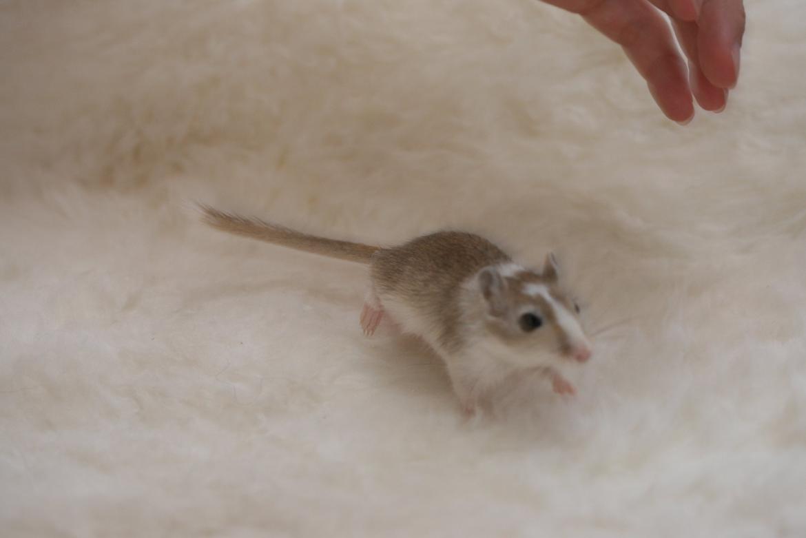 Ørkenrotte Sofus billede 5