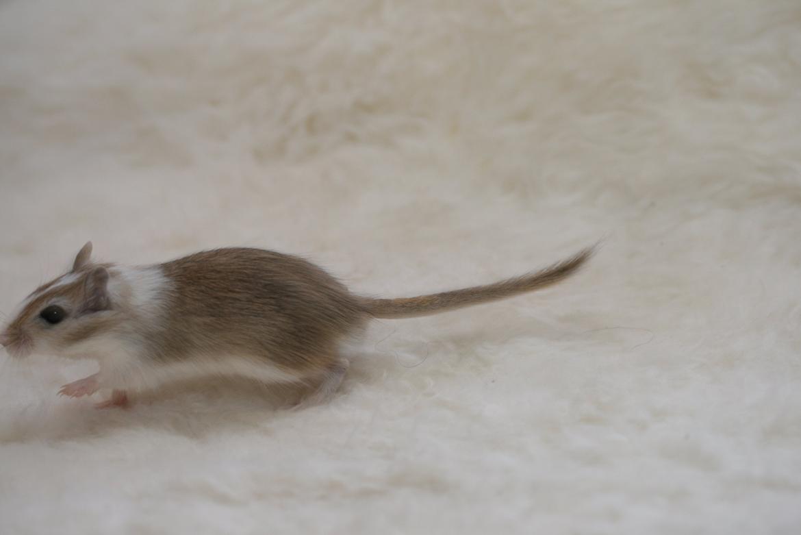 Ørkenrotte Sofus billede 6