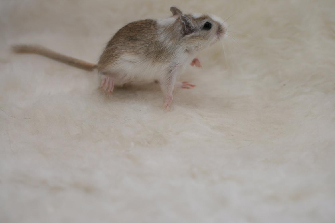 Ørkenrotte Sofus billede 7