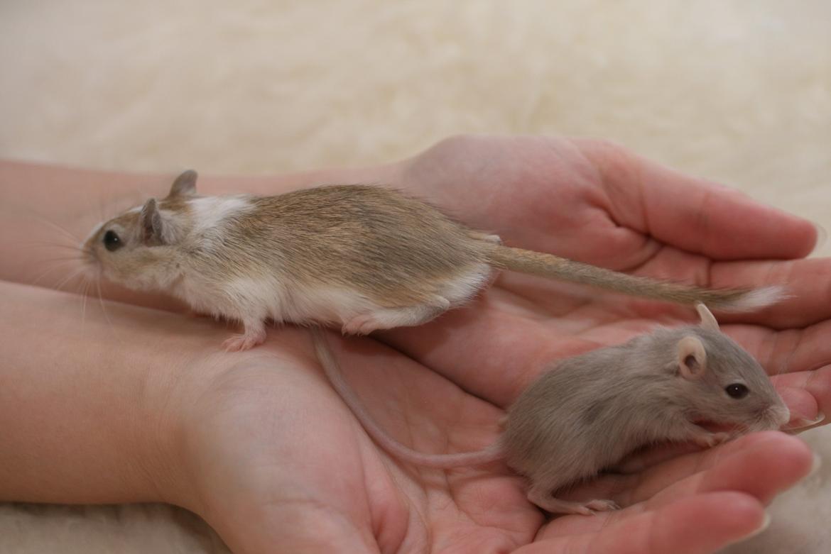 Ørkenrotte Sofus billede 8