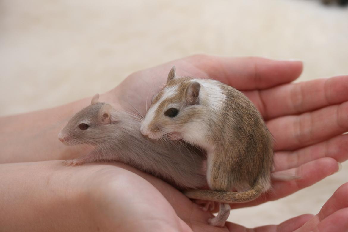 Ørkenrotte Sofus billede 9