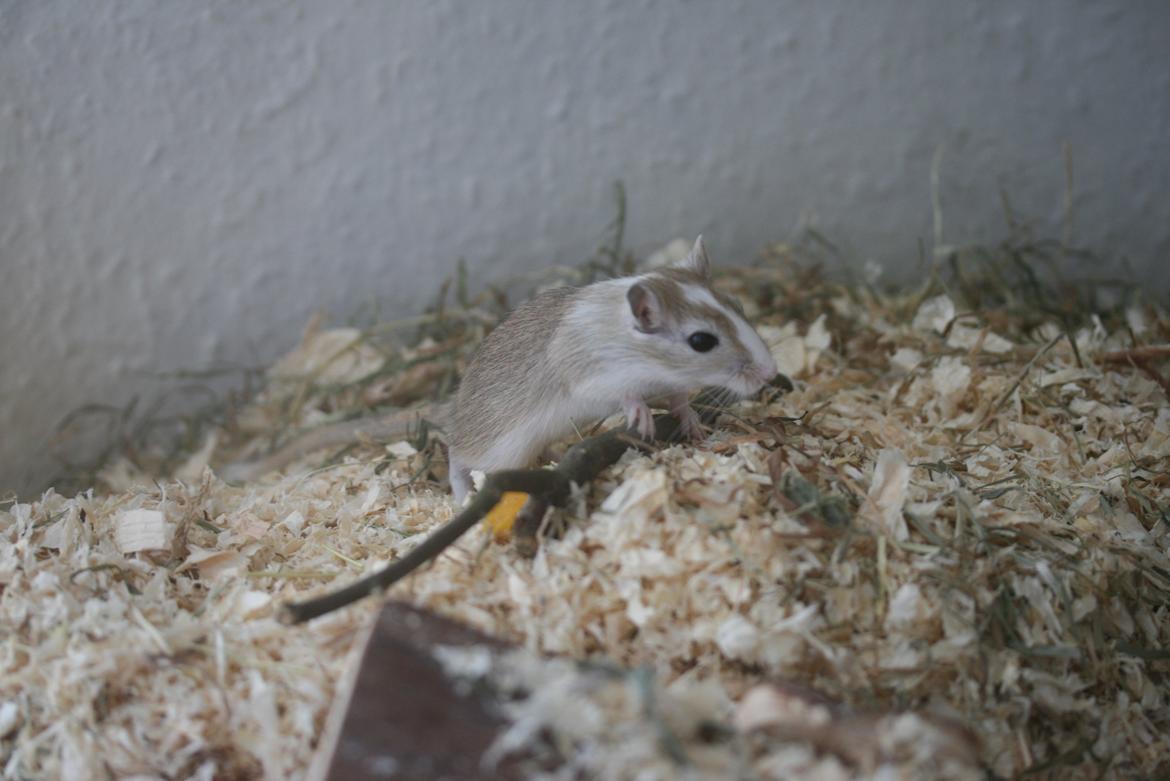 Ørkenrotte Sofus billede 10