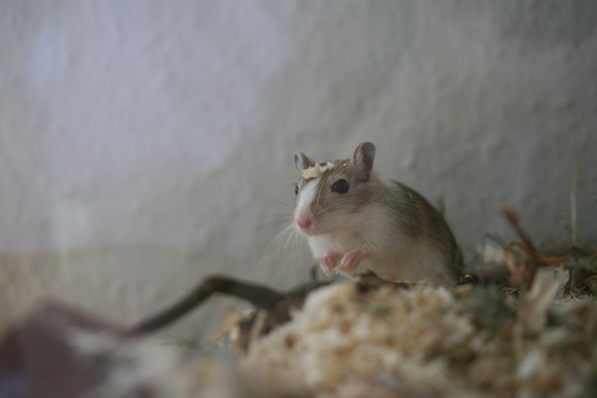 Ørkenrotte Sofus billede 11