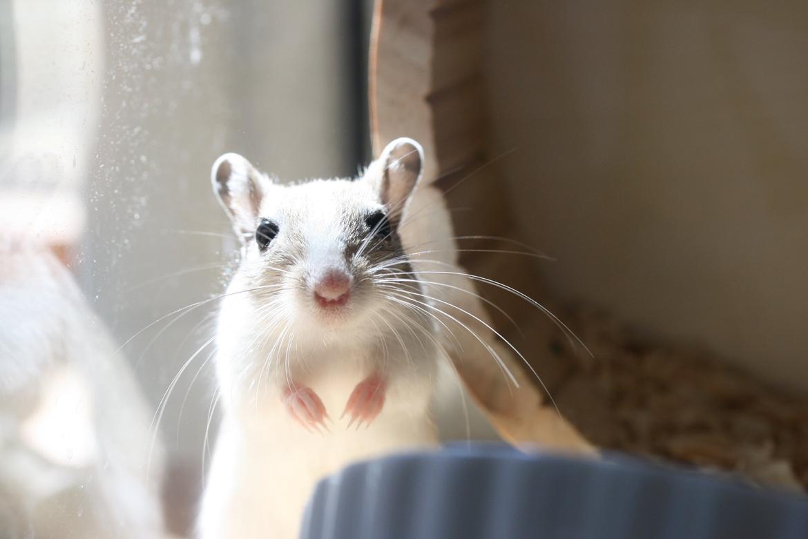 Ørkenrotte Sofus billede 12