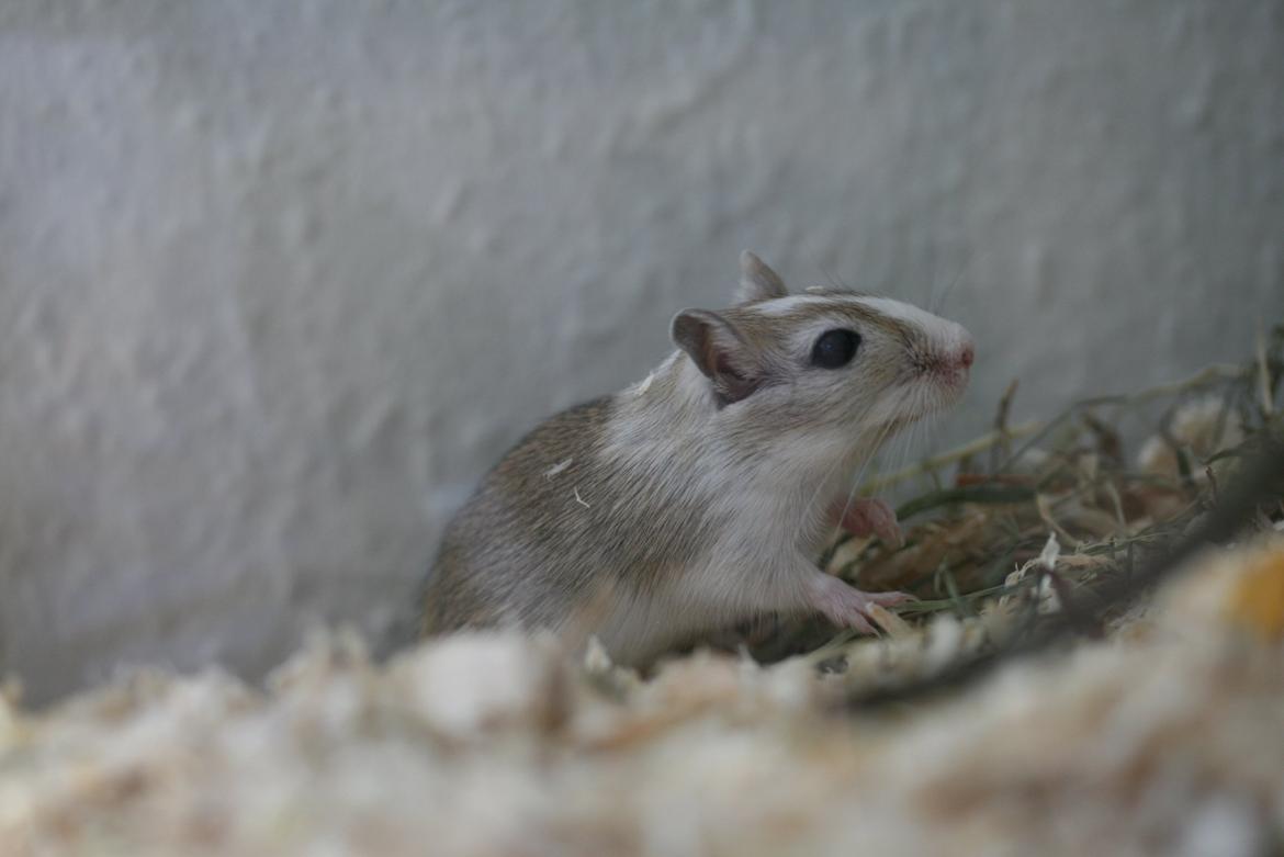 Ørkenrotte Sofus billede 13