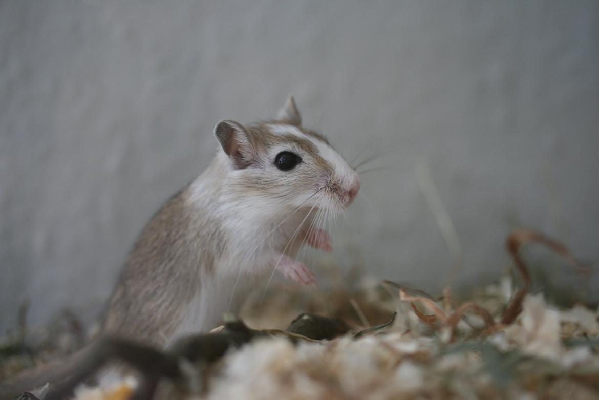 Ørkenrotte Sofus billede 1