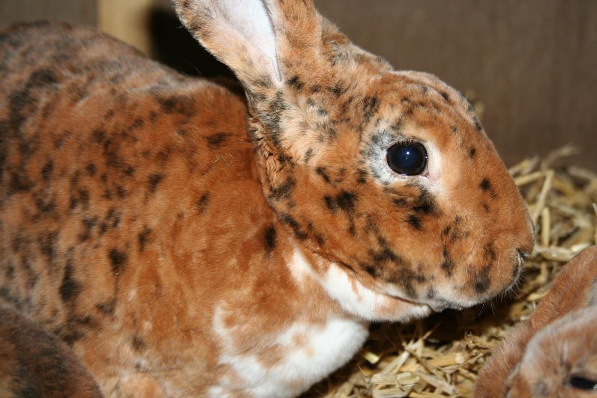 Kanin Jazz (rex) billede 1